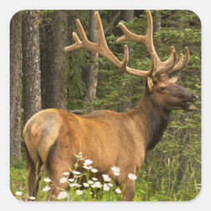 Bull elk in velvet, Canada Vierkante Sticker