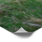 Bull Elk in Velvet Poster (Hoek)