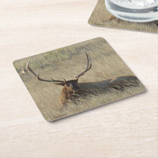 Bull Elk Laying in Grass Kartonnen Onderzetters (Schuin)