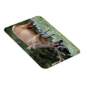Bull Elk met gewei in fluwelen begrazing Magneet (Rechterzijde)