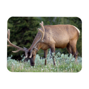 Bull Elk met gewei in fluwelen begrazing Magneet