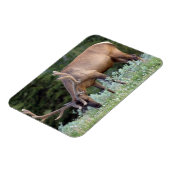 Bull Elk met gewei in fluwelen begrazing Magneet (Linkerzijde)