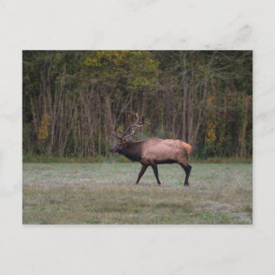 Bull Elk Morning Walk Blank Briefkaart