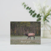 Bull Elk Morning Walk Dank u Briefkaart (Staand voorkant)