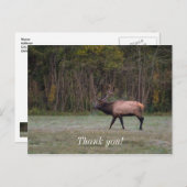Bull Elk Morning Walk Dank u Briefkaart (Voorkant / Achterkant)