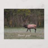 Bull Elk Morning Walk Dank u Briefkaart (Voorkant)