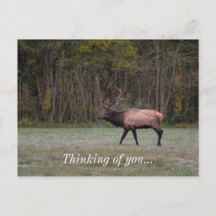 Bull Elk Morning Walk die denkt aan uw Briefkaart