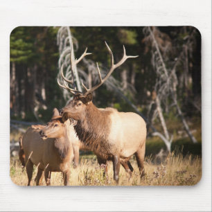 Bull Elk Muismat