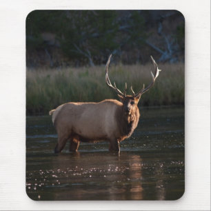 Bull Elk Muismat