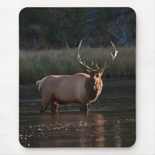 Bull Elk Muismat (Voorkant)