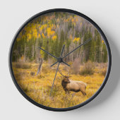 Bull Elk | Nationaal park Rocky Mountain Colorado (Voorkant)