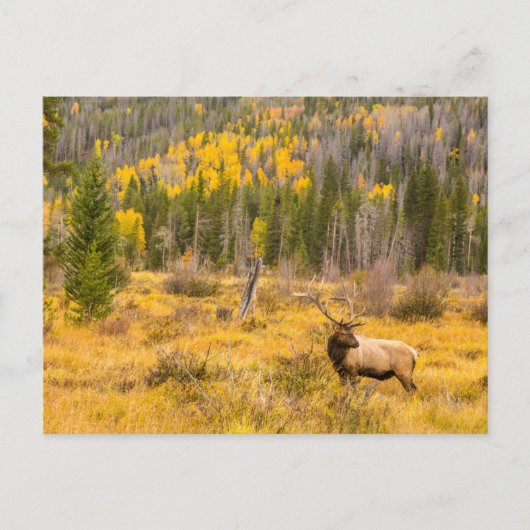 Bull Elk | Nationaal park Rocky Mountain Colorado Briefkaart (Voorkant)