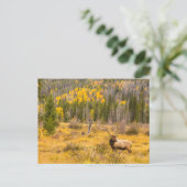 Bull Elk | Nationaal park Rocky Mountain Colorado Briefkaart (Staand voorkant)