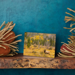 Bull Elk Nationaal park Rocky Mountain Colorado Fotoplaat
