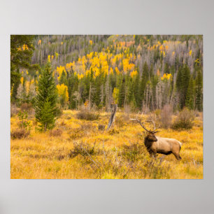 Bull Elk Nationaal park Rocky Mountain Colorado Poster