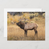 Bull Elk | Nationaal Park Yellowstone Briefkaart (Voorkant / Achterkant)