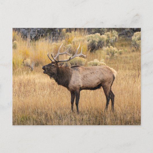 Bull Elk | Nationaal Park Yellowstone Briefkaart (Voorkant)