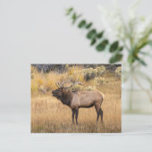 Bull Elk | Nationaal Park Yellowstone Briefkaart (Staand voorkant)