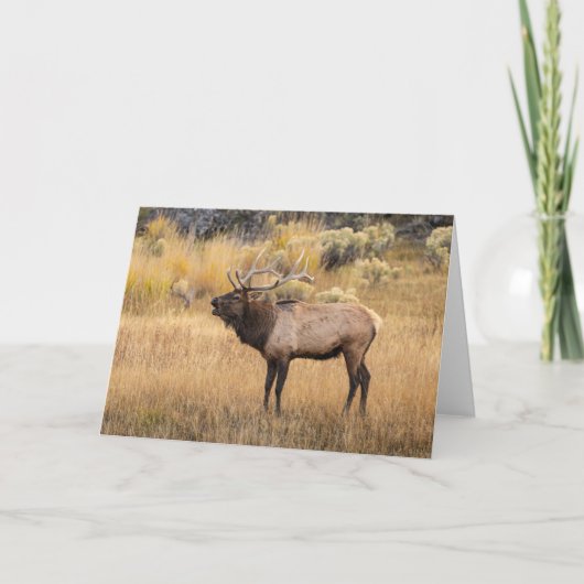 Bull Elk | Nationaal Park Yellowstone Kaart (Voorkant)