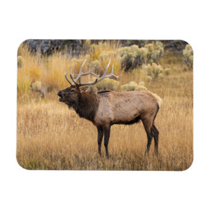 Bull Elk   Nationaal Park Yellowstone Magneet