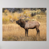 Bull Elk | Nationaal Park Yellowstone Poster (Voorkant)