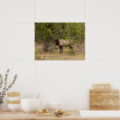 Bull Elk | Nationaal Park Yellowstone Poster (Keuken)