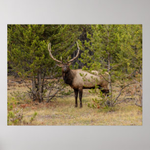 Bull Elk Nationaal Park Yellowstone Poster