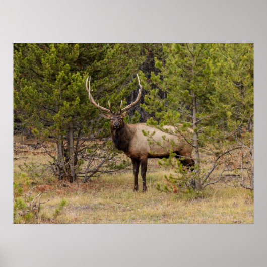 Bull Elk | Nationaal Park Yellowstone Poster (Voorkant)