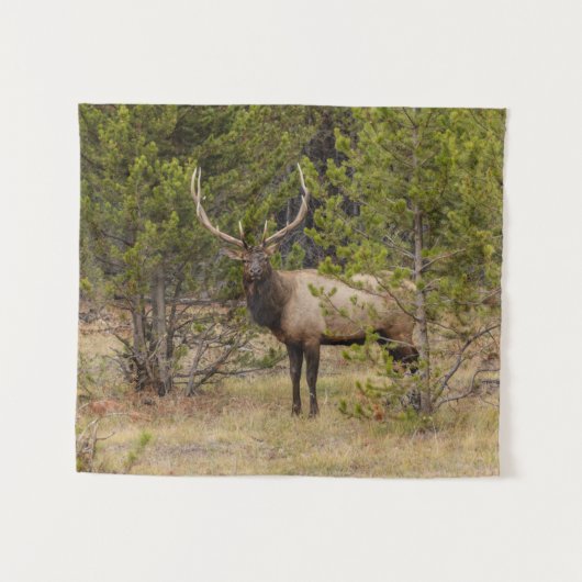 Bull Elk | Nationaal Park Yellowstone Wandkleed (Voorkant (horizontaal))