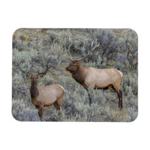 Bull Elk   Nationaal park Yellowstone Wyoming Magneet