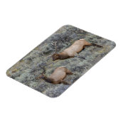 Bull Elk | Nationaal park Yellowstone Wyoming Magneet (Linkerzijde)