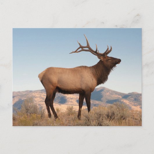 Bull Elk Near Mammoth | Wyoming Briefkaart (Voorkant)