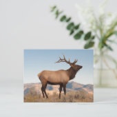 Bull Elk Near Mammoth | Wyoming Briefkaart (Staand voorkant)