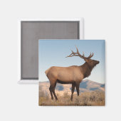 Bull Elk Near Mammoth | Wyoming Magneet (Voorkant / Achterkant)