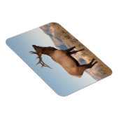 Bull Elk Near Mammoth | Wyoming Magneet (Rechterzijde)