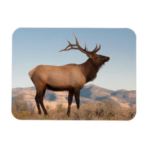 Bull Elk Near Mammoth Wyoming Magneet