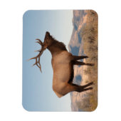 Bull Elk Near Mammoth | Wyoming Magneet (Verticaal)