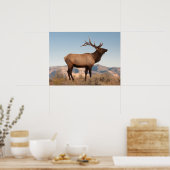 Bull Elk Near Mammoth | Wyoming Poster (Keuken)