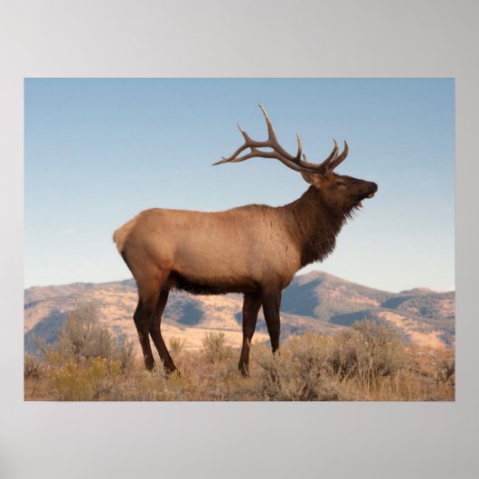 Bull Elk Near Mammoth | Wyoming Poster (Voorkant)