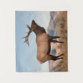 Bull Elk Near Mammoth | Wyoming Wandkleed (Voorkant)