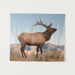 Bull Elk Near Mammoth   Wyoming Wandkleed
