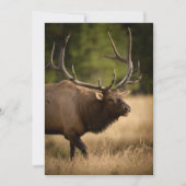 Bull Elk Note Kaart (Voorkant)