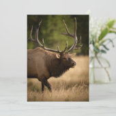 Bull Elk Note Kaart (Staand voorkant)