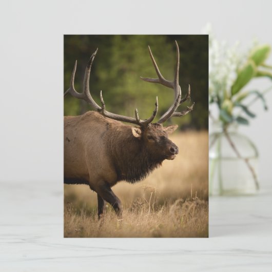 Bull Elk Note Kaart (Staand voorkant)