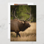 Bull Elk Note Kaart (Voorkant / Achterkant)