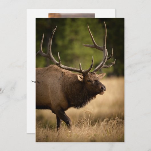 Bull Elk Note Kaart (Voorkant / Achterkant)