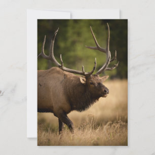 Bull Elk Note Kaart