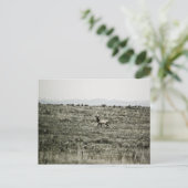 Bull Elk P2800 Briefkaart (Staand voorkant)