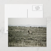 Bull Elk P2800 Briefkaart (Voorkant / Achterkant)