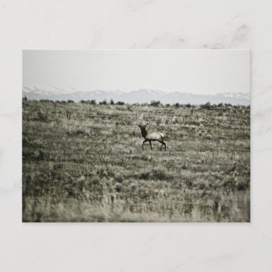 Bull Elk P2800 Briefkaart (Voorkant)